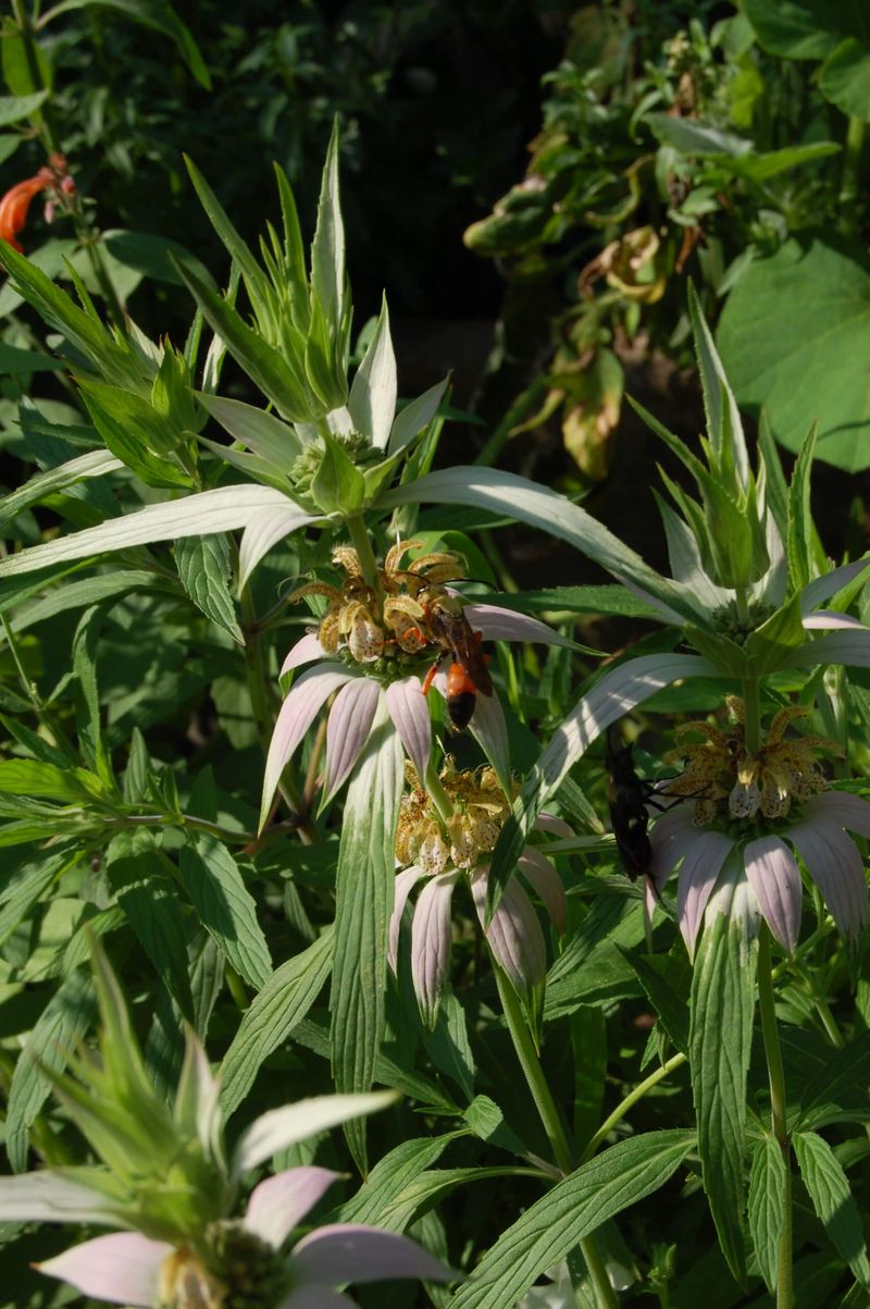 Dotted Horsemint Dotted Horsemint