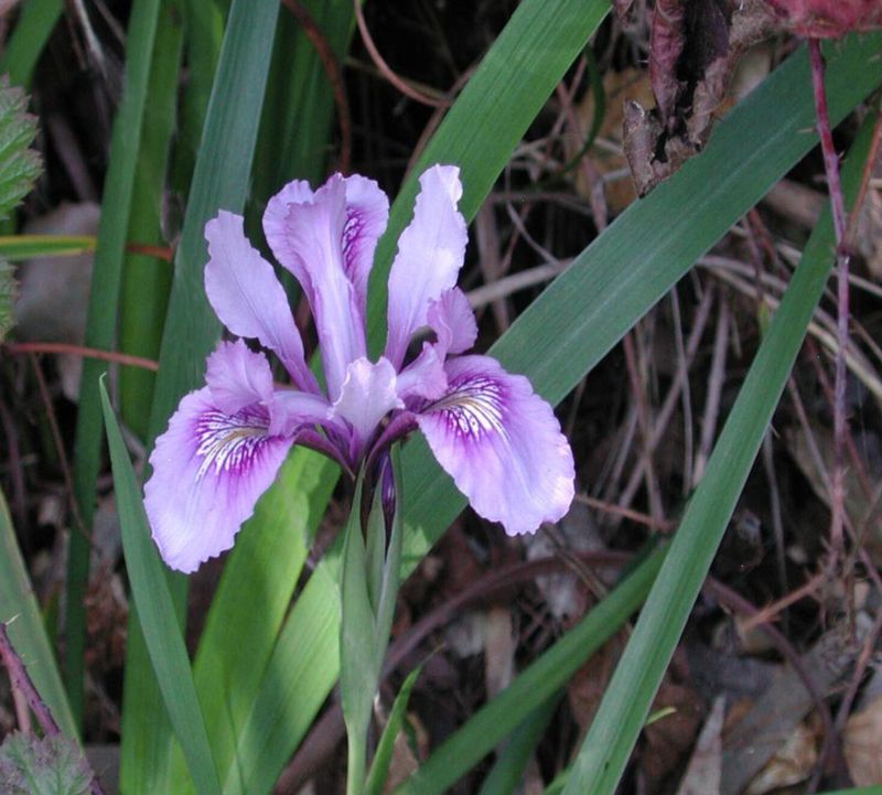 Douglas Iris (Iris douglasiana)
