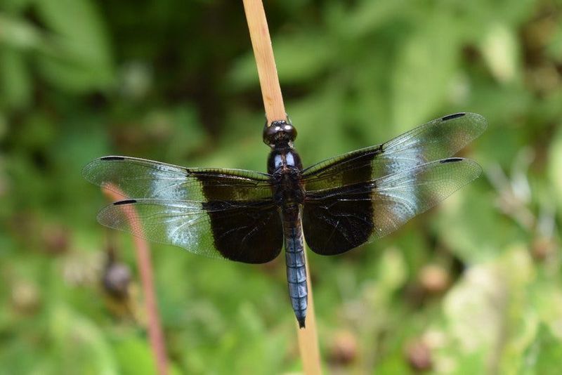 Dragonflies can eat mosquitoes, but yards get no guaranteed result
