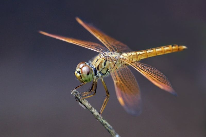 Dragonflies may help with mosquitoes—but the title overstates their impact