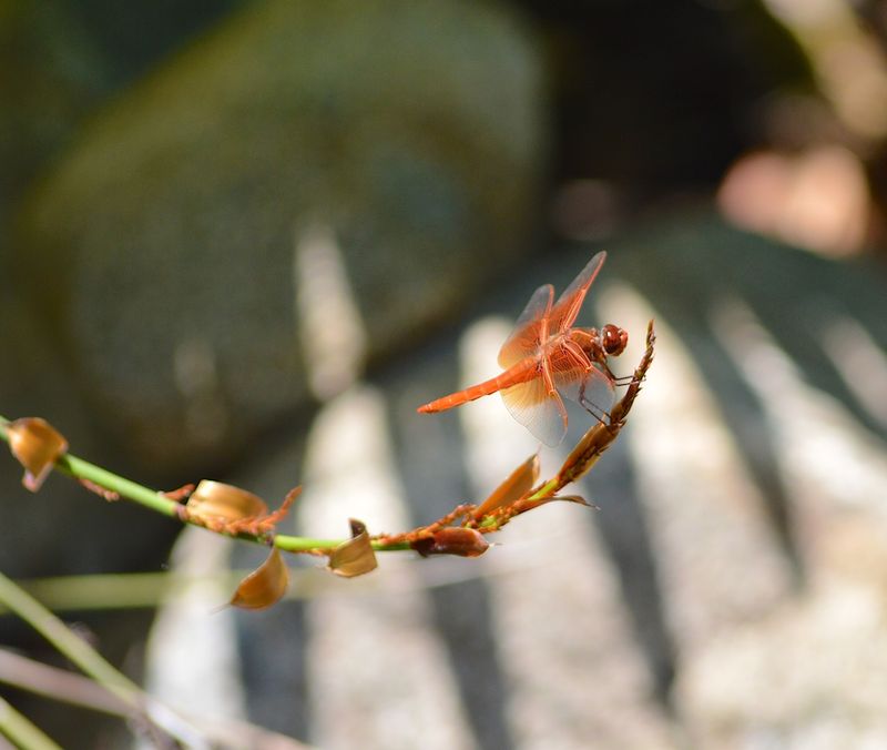 Dragonflies need a complete watery life cycle