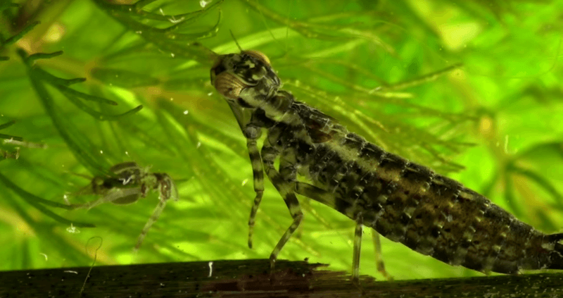Dragonflies need suitable freshwater habitat to reproduce