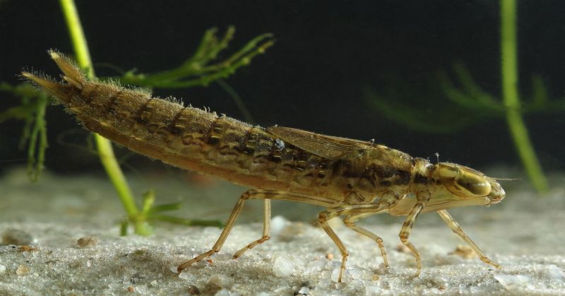 Dragonfly nymphs can prey on mosquito larvae in water Dragonfly nymphs can prey on mosquito larvae in water