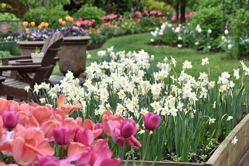 Drainage, light, and space determine whether bulbs return
