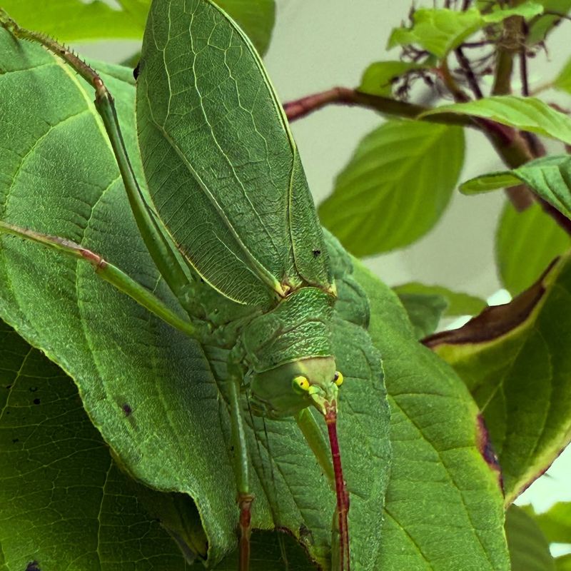 Drought May Influence Katydids, but Numbers Cannot Diagnose It