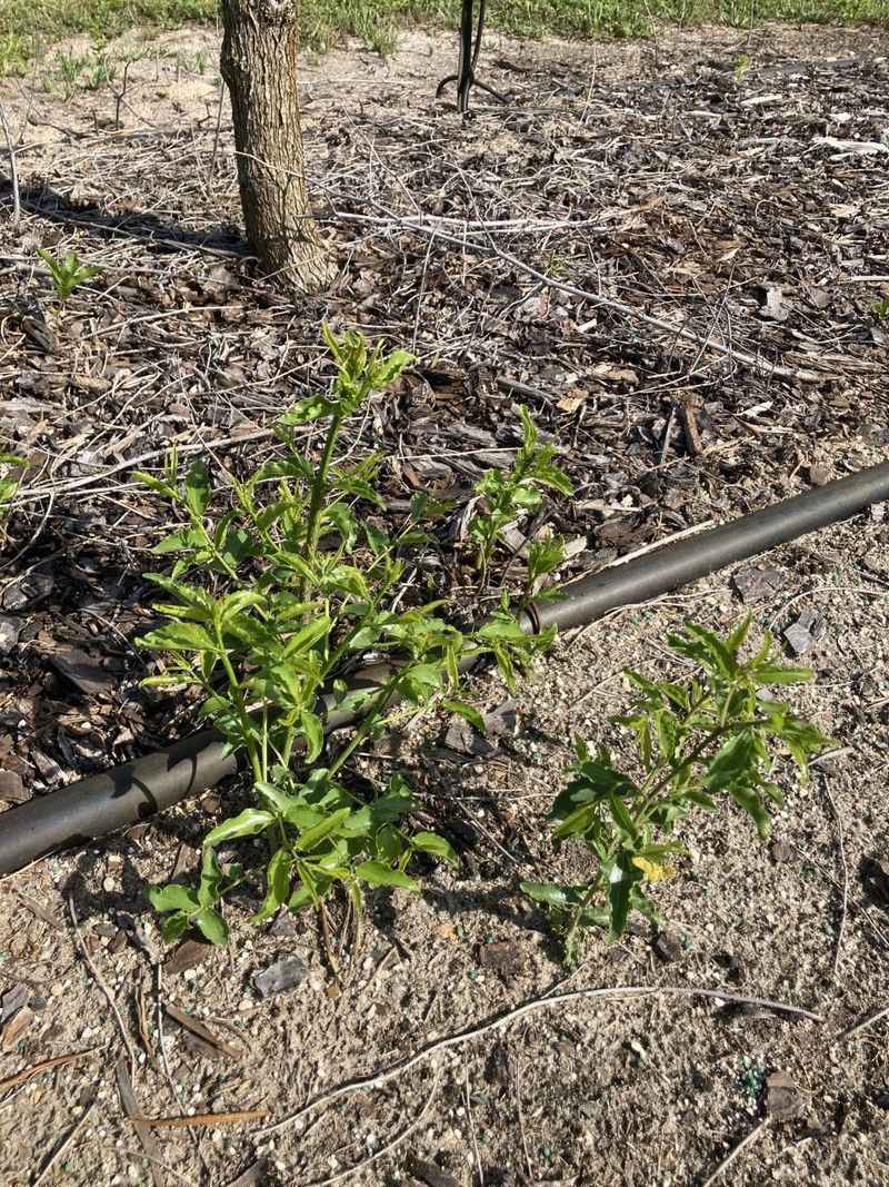 Drought tolerance does not eliminate irrigation