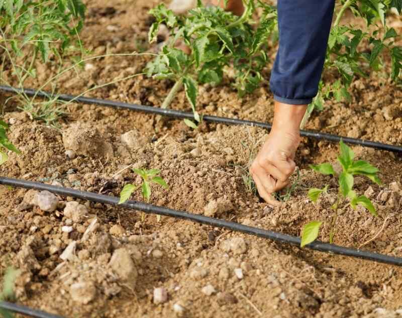 Drought tolerance still requires a summer watering plan