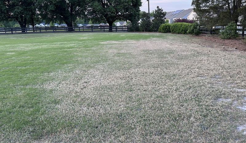 Dry Patches and Bare Spots Point to Stressed Turf