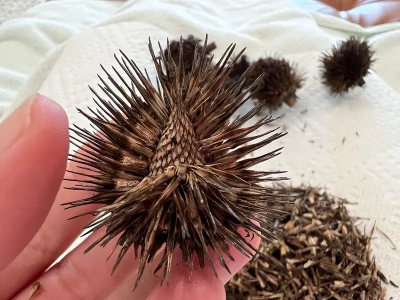 Dry the heads fully before you release the seed