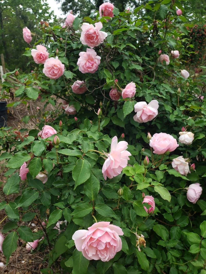 Duchesse de Brabant