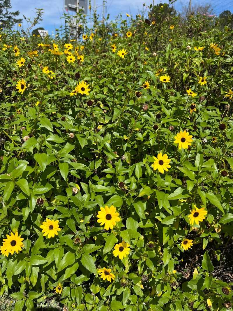 Dune Sunflower
