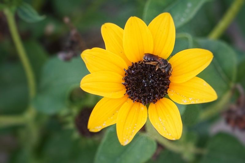 Dune Sunflower