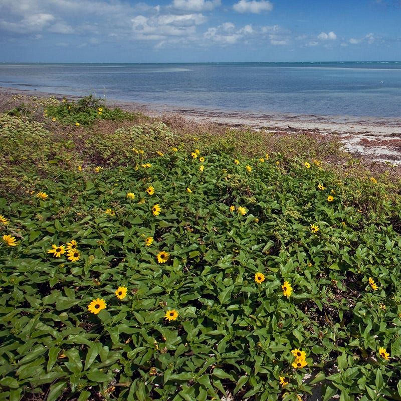 Dune Sunflower