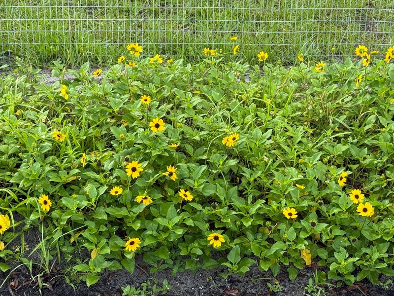 Dune Sunflower