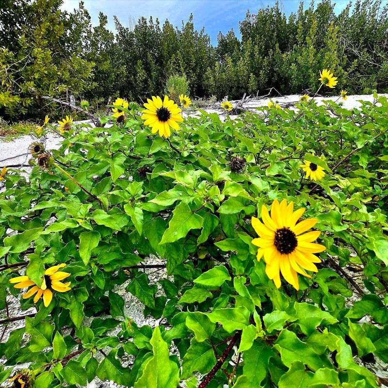 Dune Sunflower