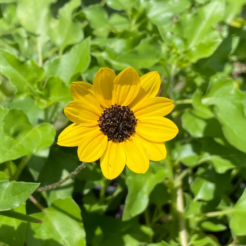 Dune Sunflower