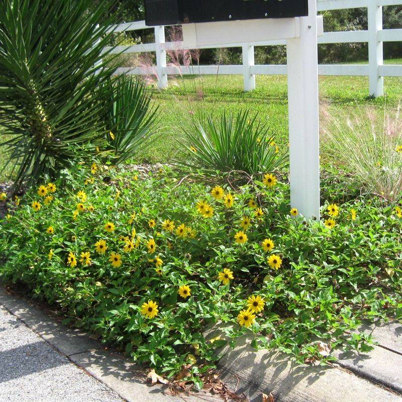 Dune Sunflower