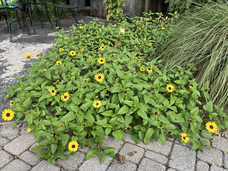 Dune Sunflower