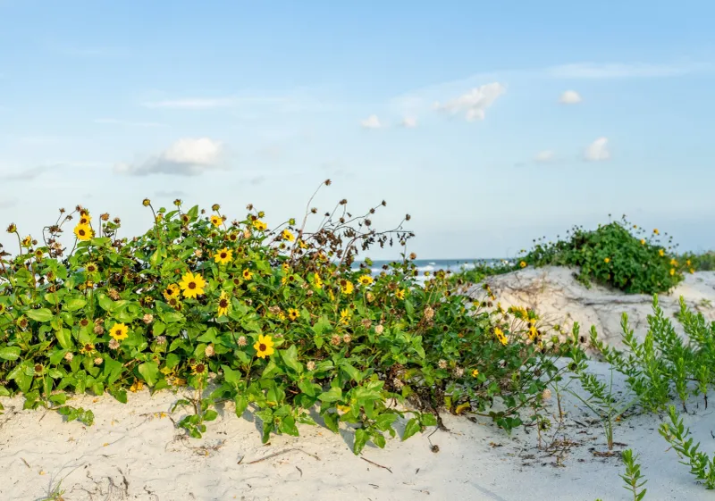 Dune Sunflower