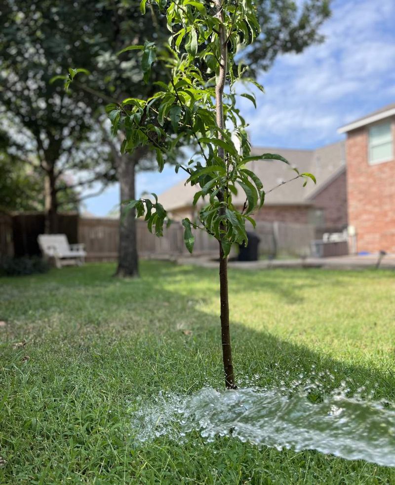 During drought, address dry soil first