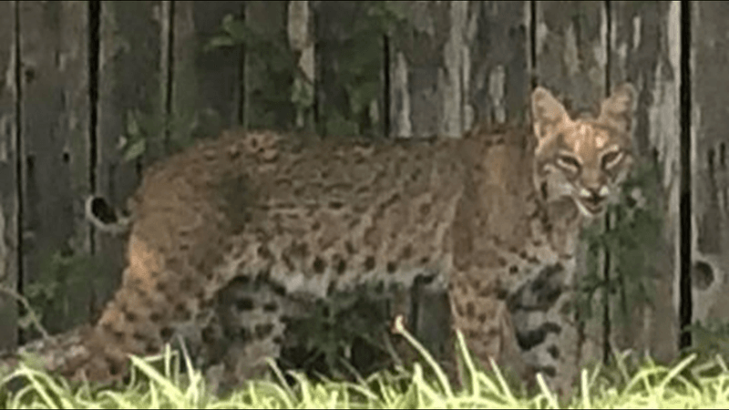 Dusk Is a Normal Time to See a Bobcat