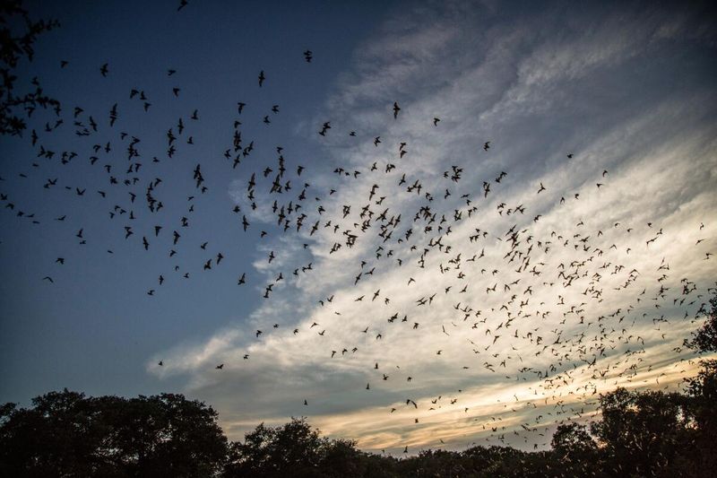 Dusk flight usually means normal foraging