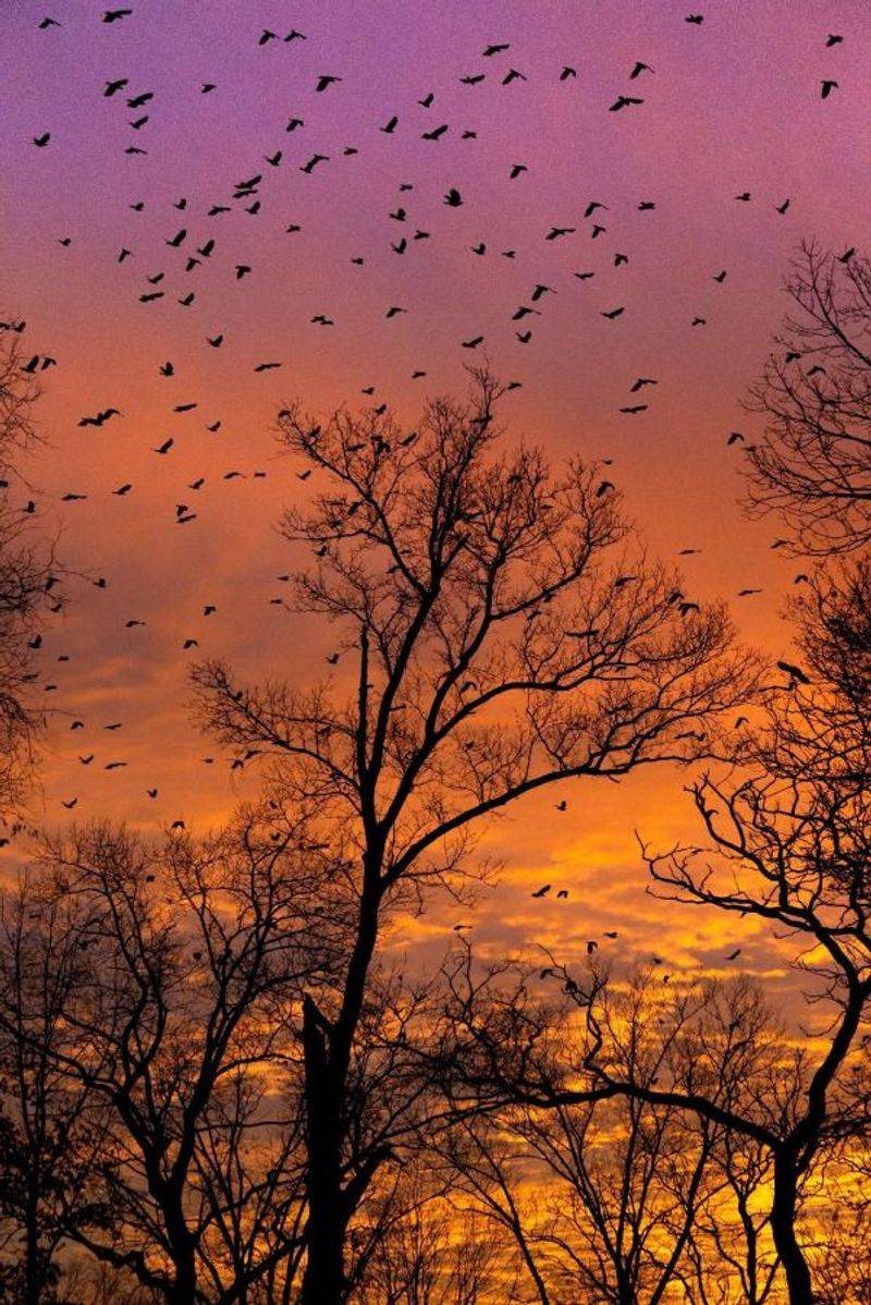 Dusk gatherings usually mark a crow roost Dusk gatherings usually mark a crow roost