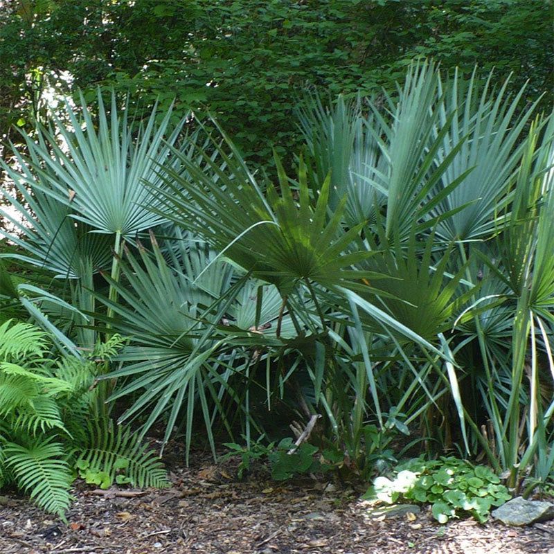 Dwarf Palmetto