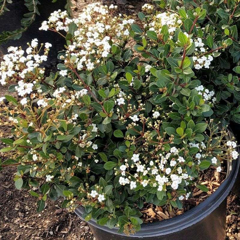 Dwarf Walter's Viburnum