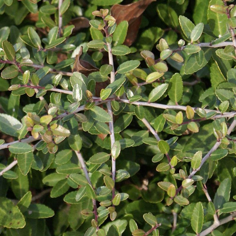 Dwarf Yaupon Holly (Ilex vomitoria 'Nana')