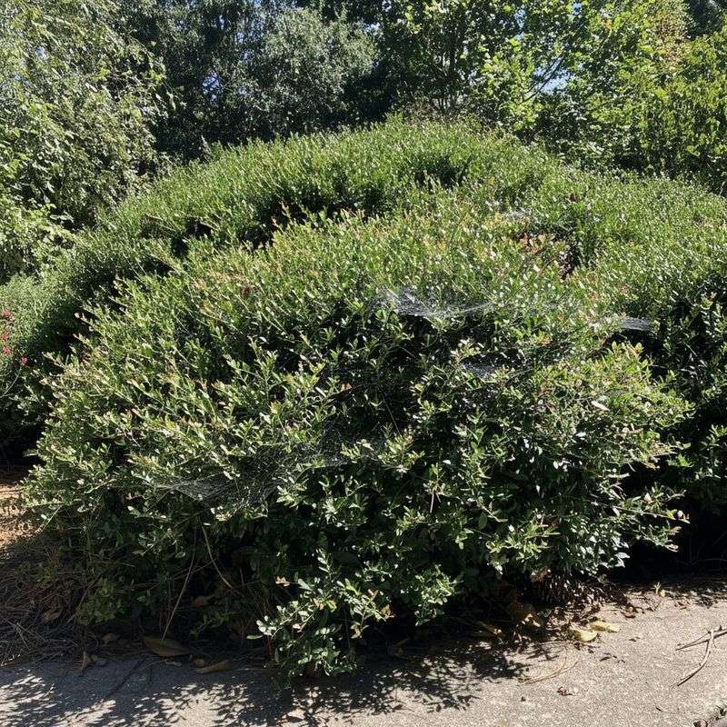 Dwarf Yaupon Holly