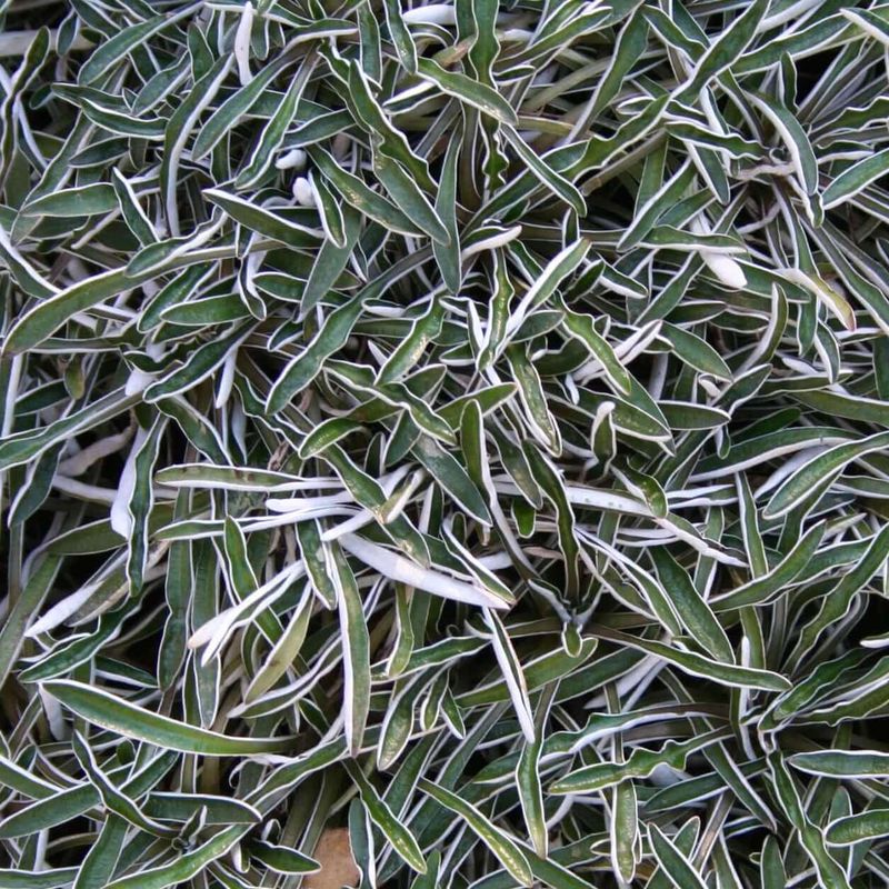 Dymondia (Dymondia margaretae)
