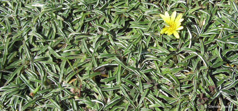 Dymondia (Dymondia margaretae)