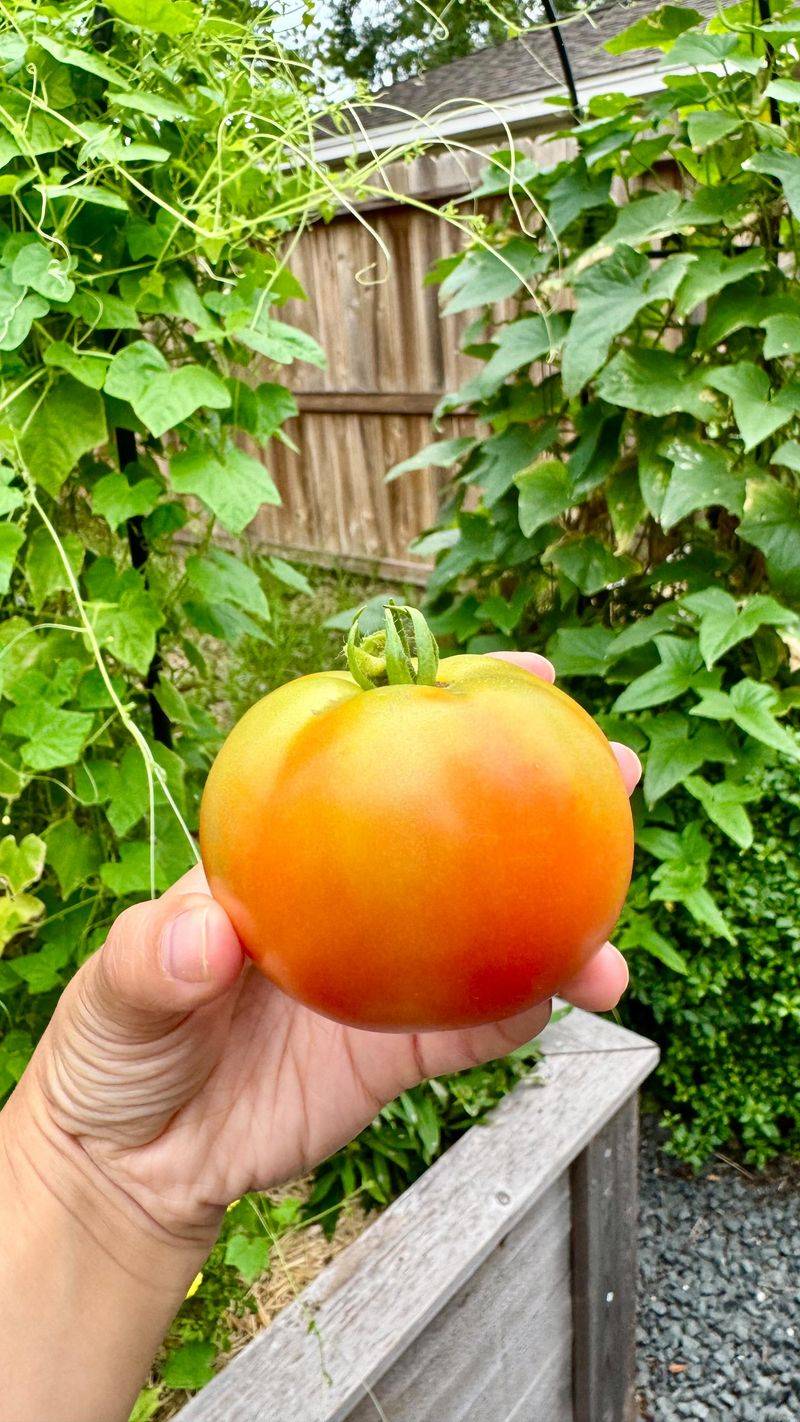 Earlier harvest and cultivar choice can lower future losses