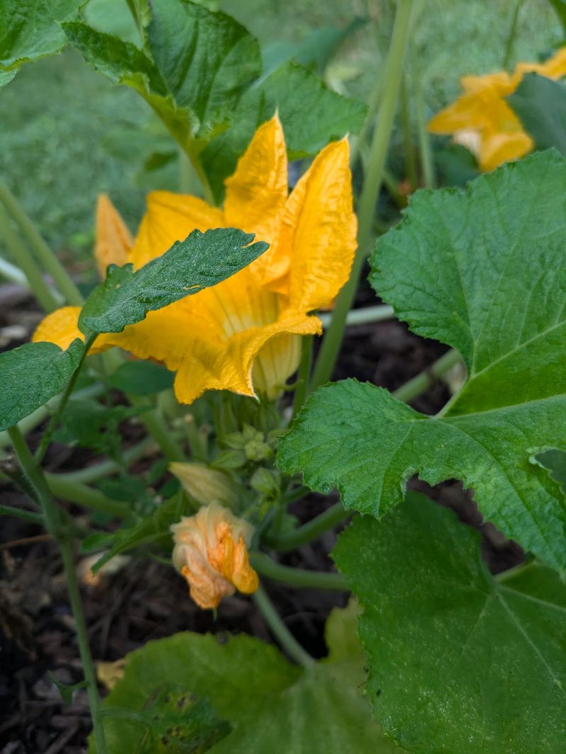 Early male flowers are normal, but heat can change the pattern Early male flowers are normal, but heat can change the pattern