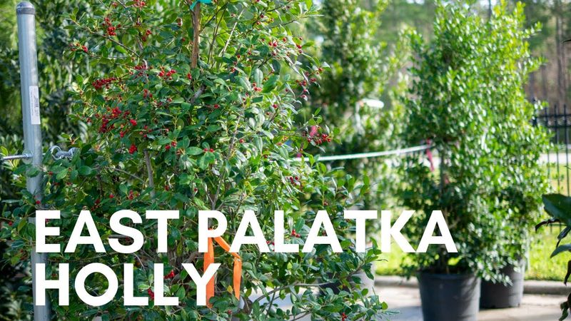 East Palatka Holly East Palatka Holly