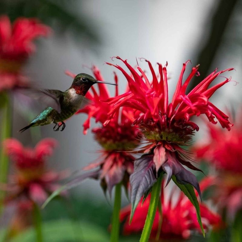 Eastern Bee Balm (Monarda didyma)