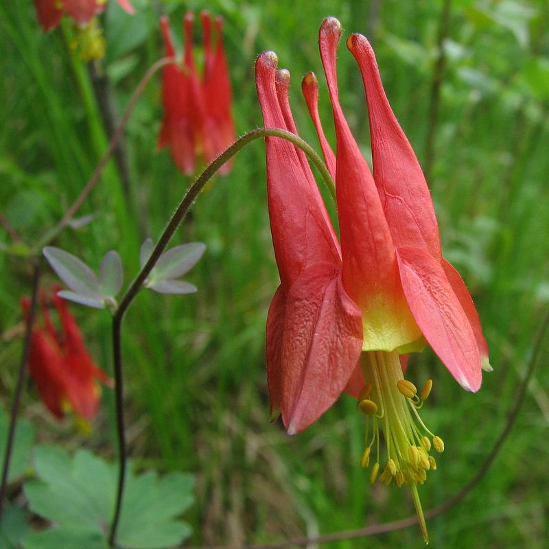 Eastern Columbine (Aquilegia canadensis)