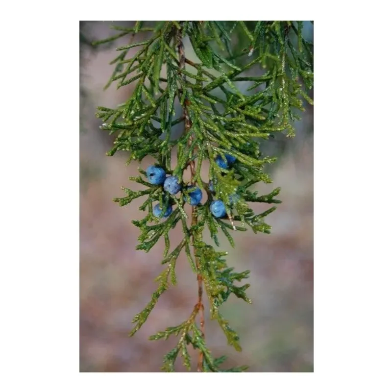 Eastern Red Cedar