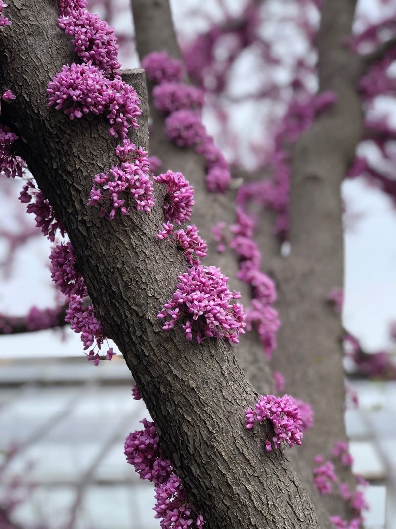 Eastern Redbud (Cercis canadensis) Eastern Redbud (Cercis canadensis)