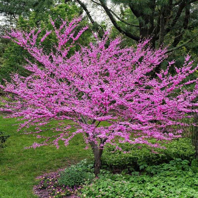 Eastern redbud is a replacement, not a starvation tool