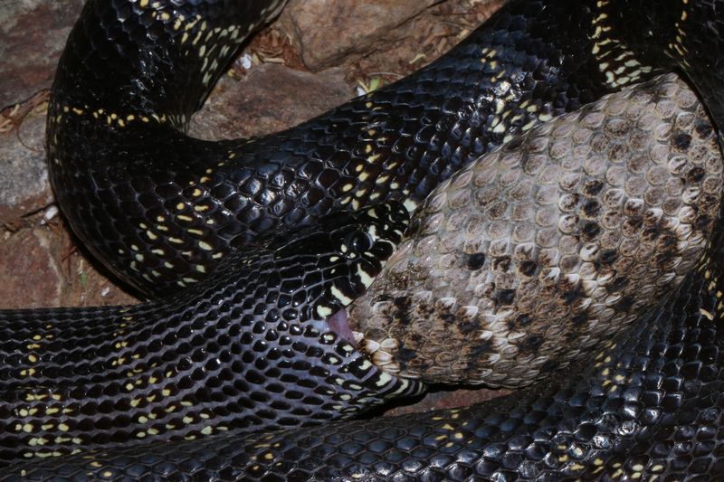 Eating rattlesnakes does not keep them out of a yard Eating rattlesnakes does not keep them out of a yard