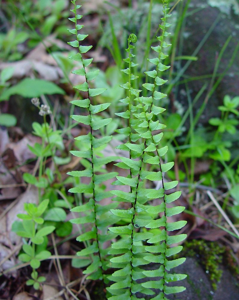 Ebony Spleenwort