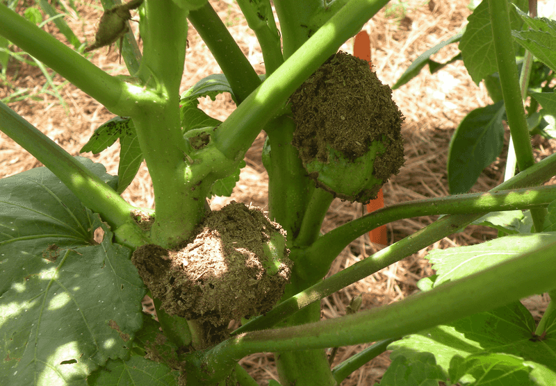 Edible crops make the label part of the decision