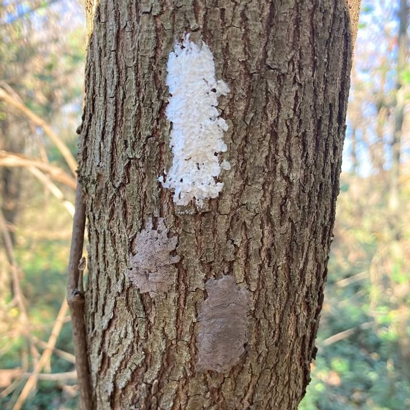 Egg masses require seasonal action and a safe reach limit Egg masses require seasonal action and a safe reach limit