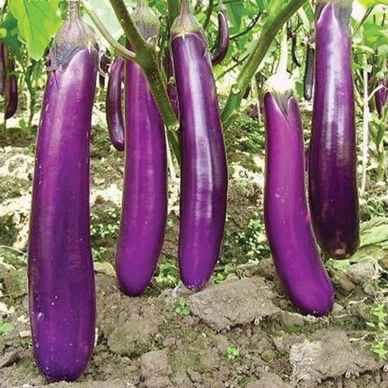 Eggplant