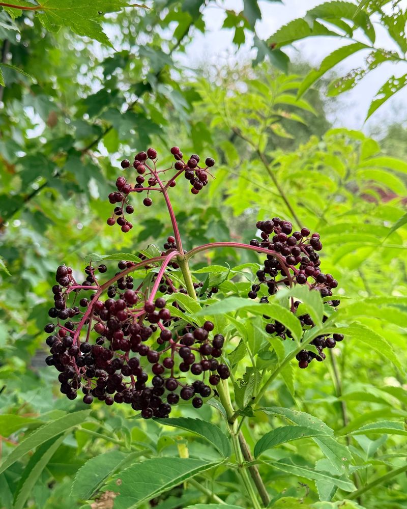 Elderberry Elderberry