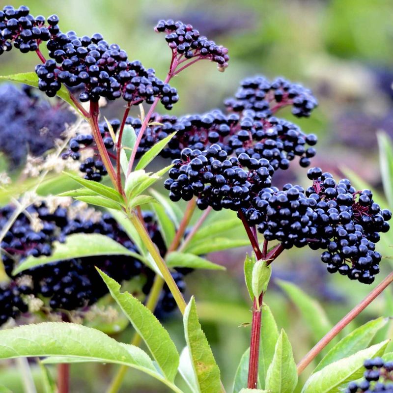 Elderberry (Sambucus)