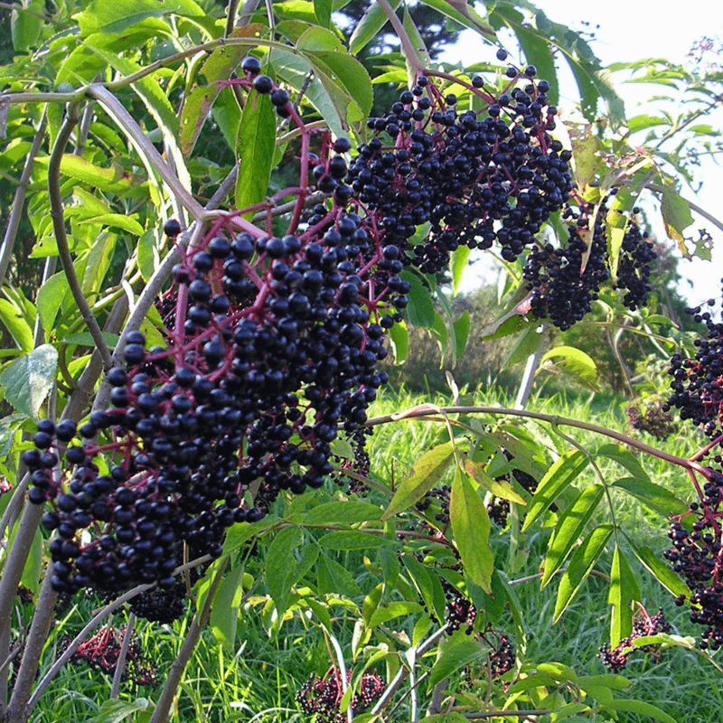 Elderberry