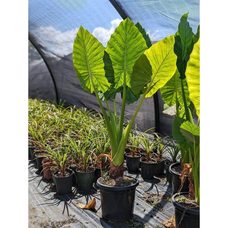 Elephant Ear